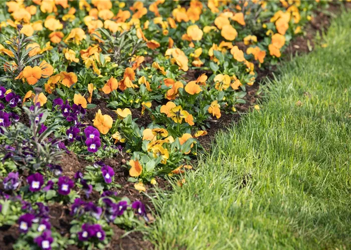 Stiefmütterchen pflanzen und bunte Blüten genießen