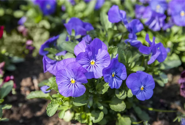 Viola tricolor