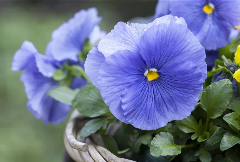 Viola x wittrockiana