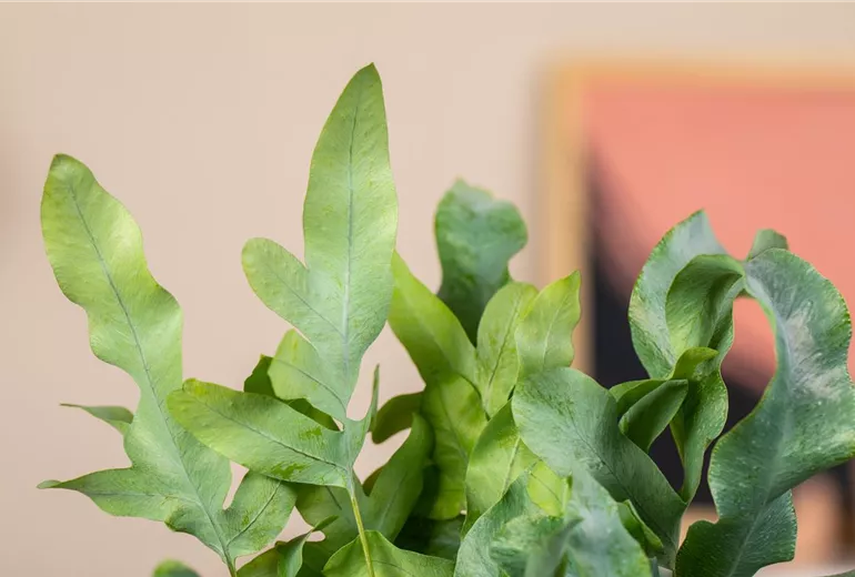 Phlebodium aureum