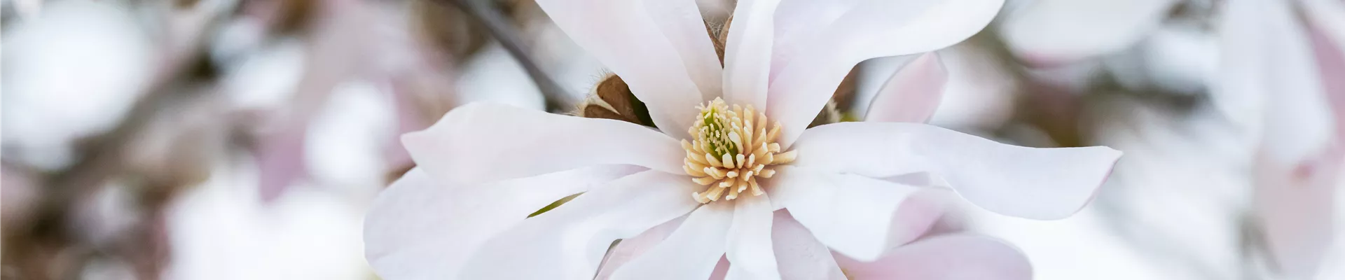 Magnolia x loebneri 'Leonard Messel'