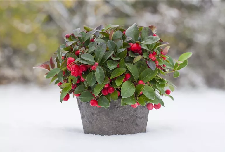 Gaultheria procumbens Gaultheria procumbens