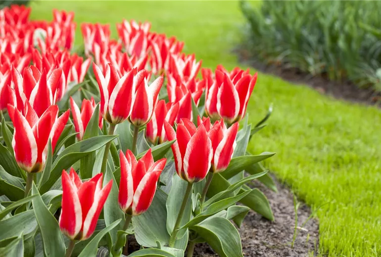 Tulipa greigii