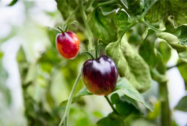 Solanum lycopersicum, schwarz