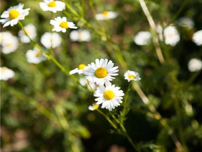 8 Pflanzen für die Gesundheit, die jeder kennen sollte