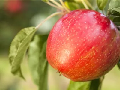 Apfelbäume im Garten – Eine reiche und leckere Ernte