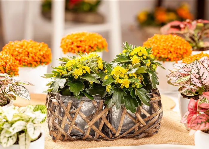 Balkonpflanzen im Herbst – Bunte Farben durch hübsche Blüten und Blätter Balkonpflanzen im Herbst – Bunte Farben durch hübsche Blüten und Blätter