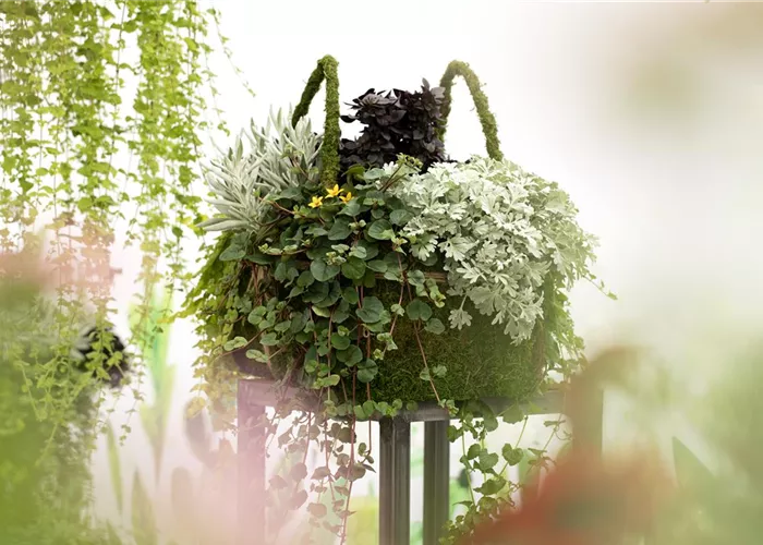 Blattschmuckpflanzen sorgen für Ruhe und Harmonie im Garten