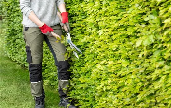 Dekorativ und praktisch zugleich: Die Hecke als Sichtschutz  Dekorativ und praktisch zugleich: Die Hecke als Sichtschutz