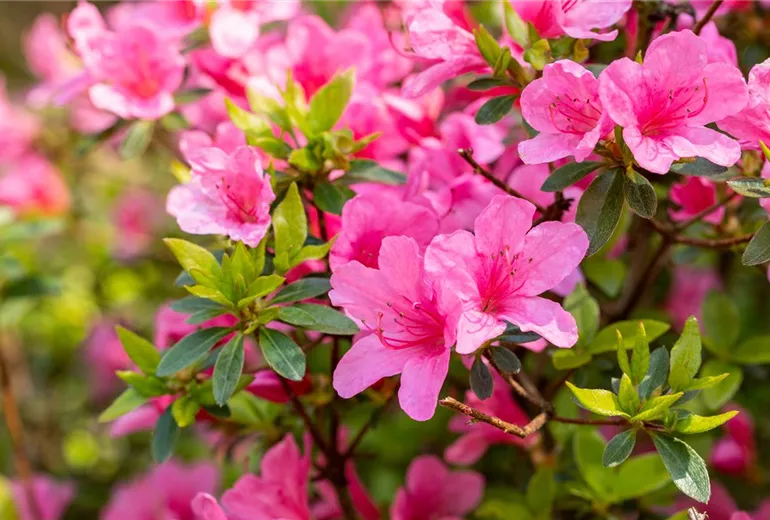 Rhododendron obtusum 'Madame Albert van Hecke' Rhododendron obtusum 'Madame Albert van Hecke'