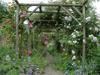 Die richtige Wahl von Rankhilfen für Kletterpflanzen