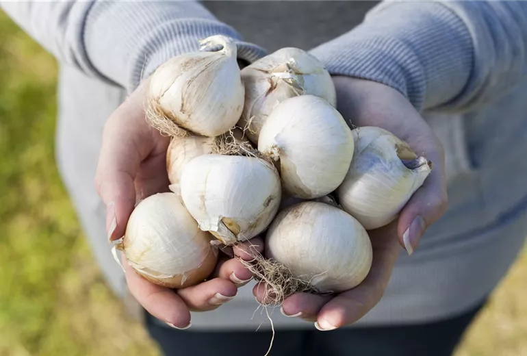 Allium