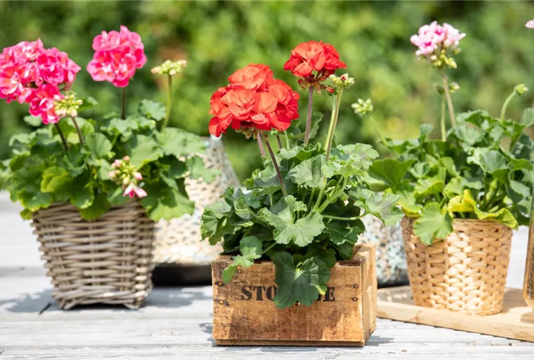 Pelargonium zonale 'Dolce Vita'
