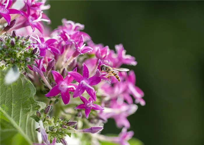 So funktioniert der Pflanzenschutz im Naturgarten So funktioniert der Pflanzenschutz im Naturgarten