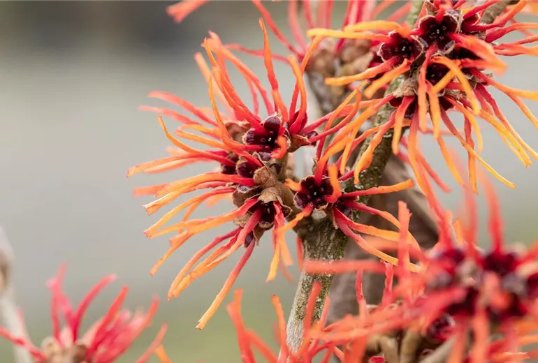Hamamelis x intermedia 'Twilight' Hamamelis x intermedia 'Twilight'