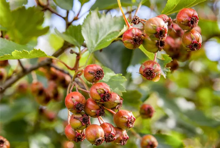Crataegus coccinea