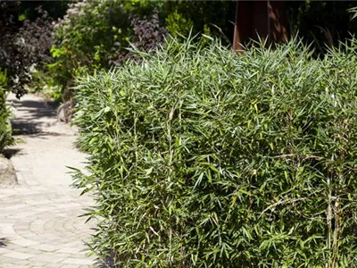 Bambus kaufen und einen Hauch Fernost genießen