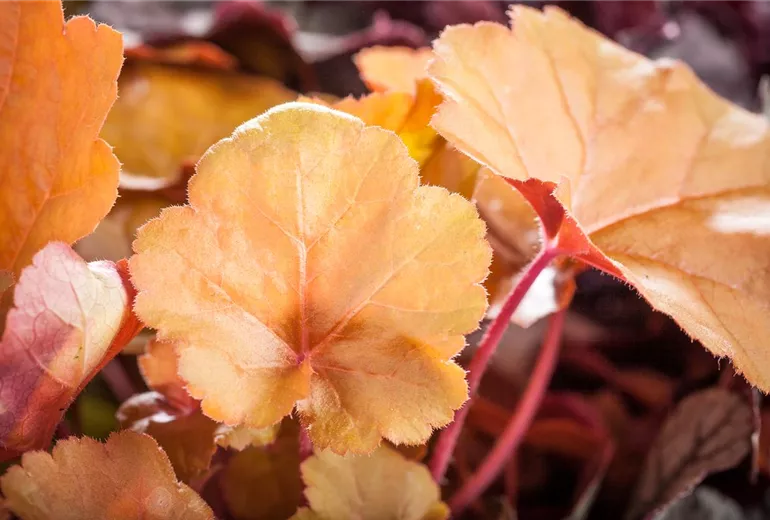 Heuchera Heuchera