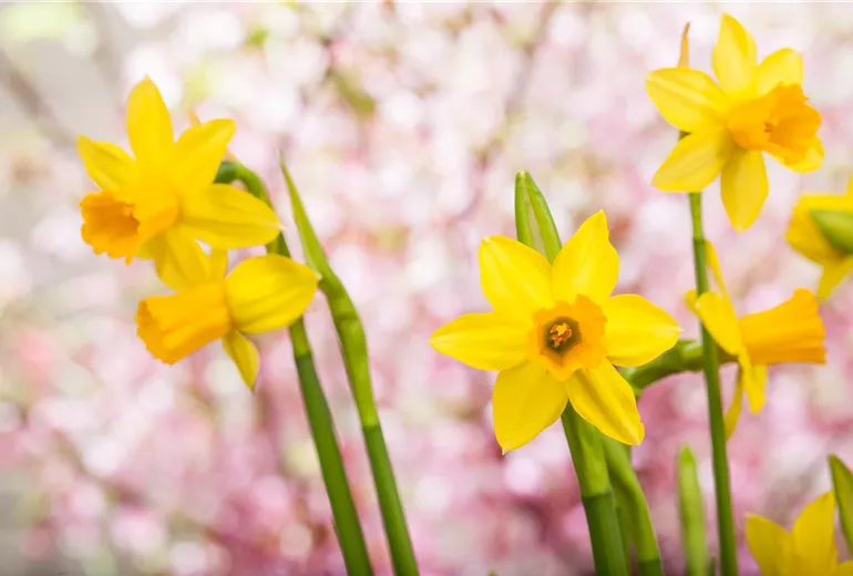 Narcissus, gelb