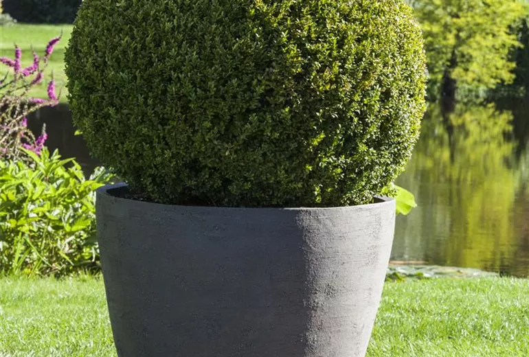 Buxus sempervirens, Kugel Buxus sempervirens, Kugel