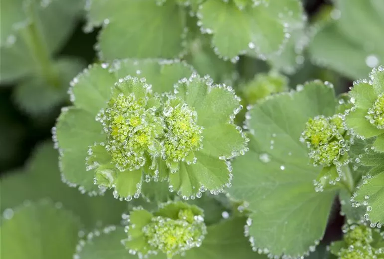 Alchemilla mollis Alchemilla mollis