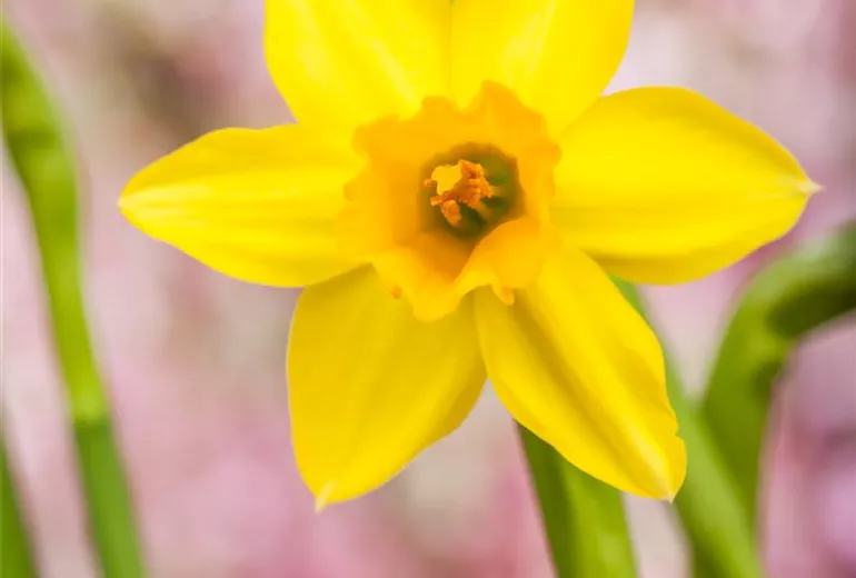 Narcissus, gelb Narcissus, gelb