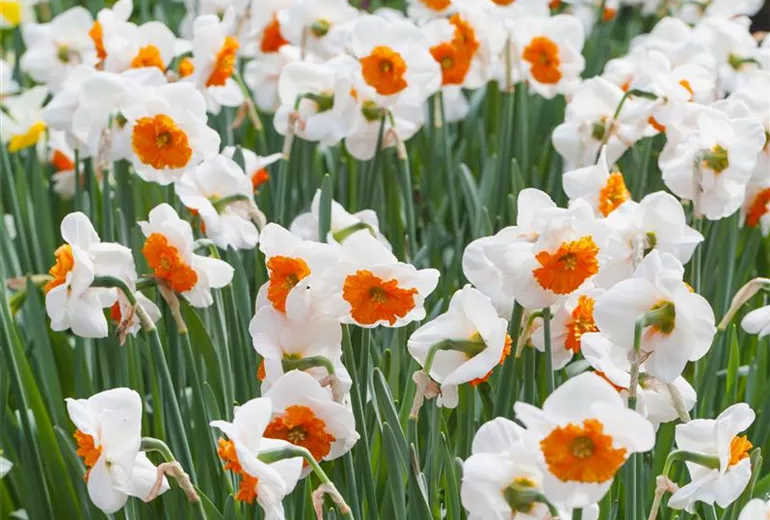 Narcissus Narcissus