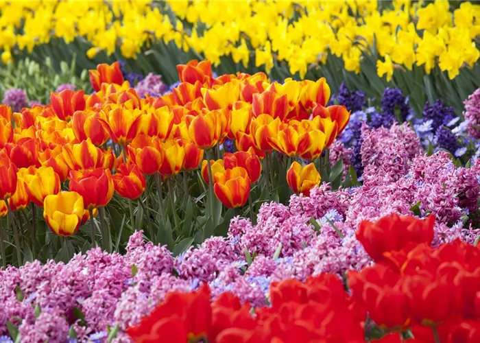 Blumenzwiebeln als Highlight bei der Gartengestaltung