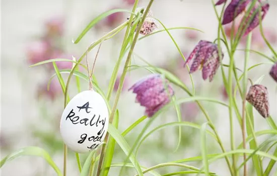 Der Garten für den Osterhasen – ein Frühlingsparadies! Der Garten für den Osterhasen – ein Frühlingsparadies!