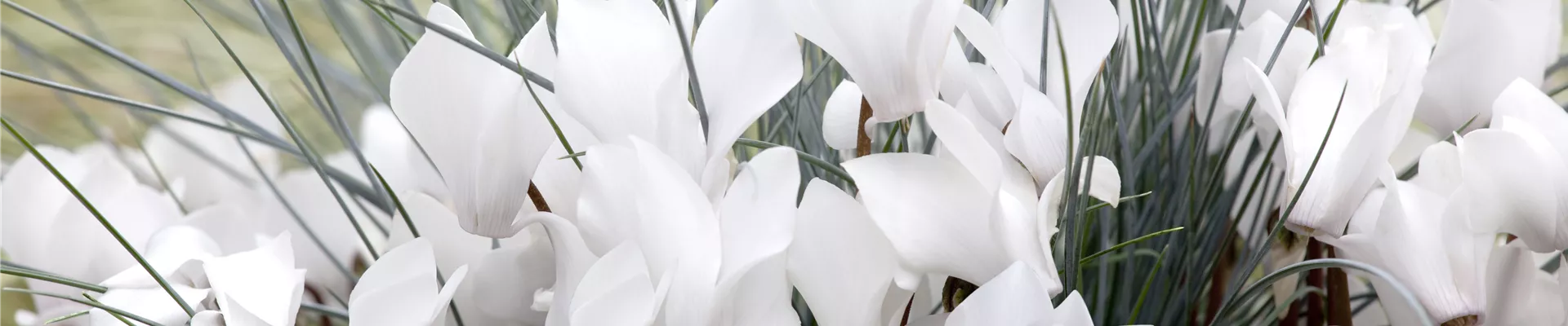 Cyclamen persicum Cyclamen persicum