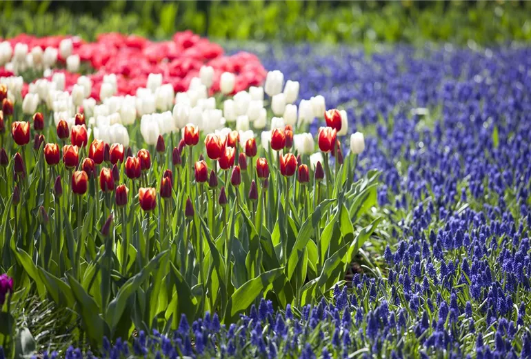 Tulipa