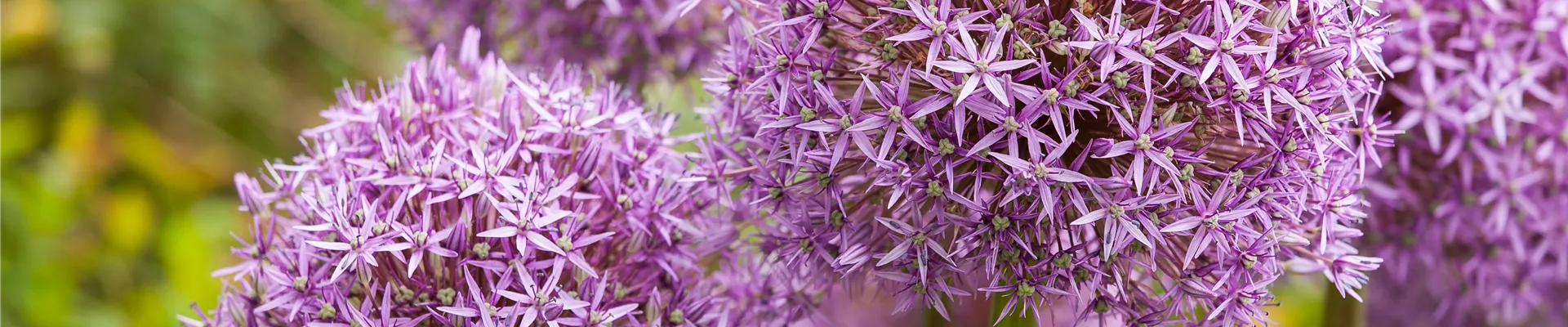 Allium 'Lucy Ball' Allium 'Lucy Ball'