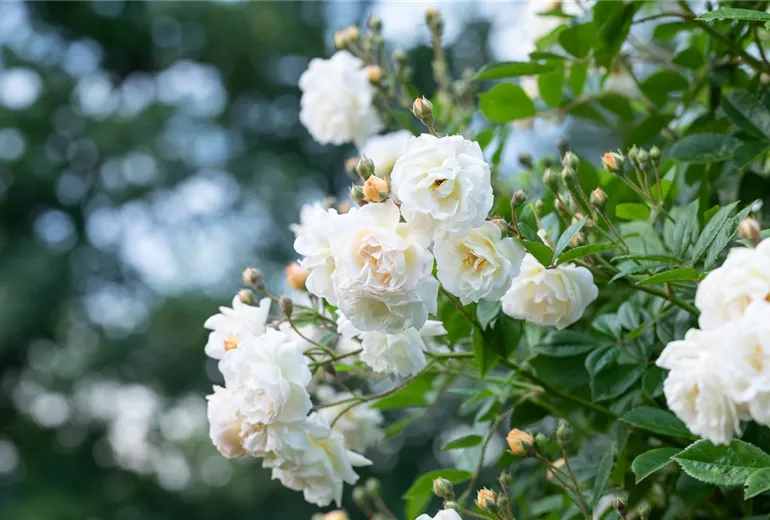 Kletterrose, weiß Kletterrose, weiß