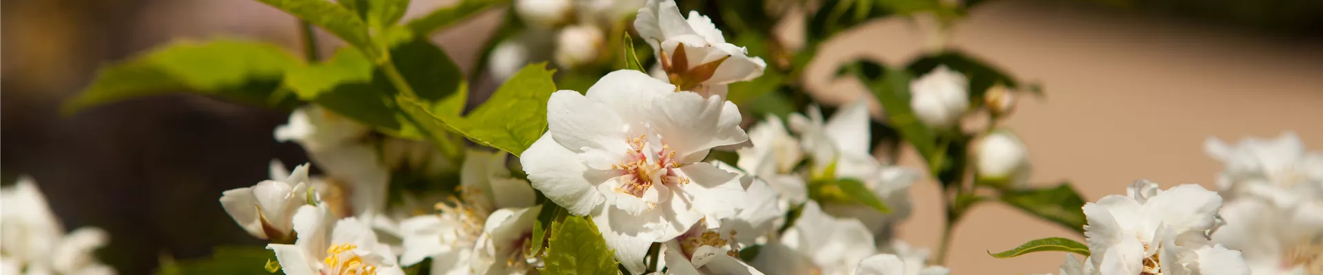 Philadelphus x virginalis 'Natchez' Philadelphus x virginalis 'Natchez'