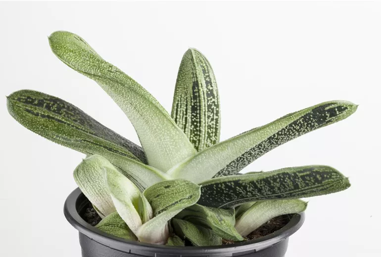 Aloe Aloe