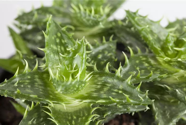 Aloe Aloe