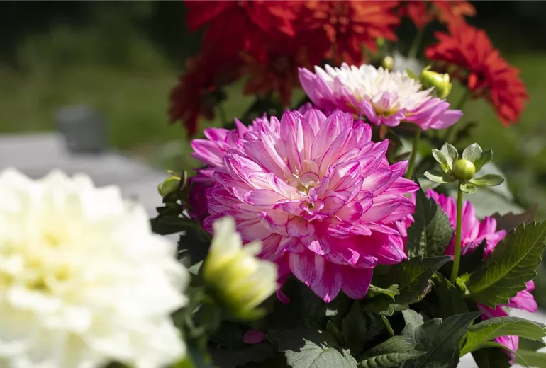 Dahlia Dahlia