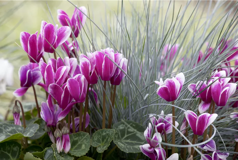 Cyclamen persicum Cyclamen persicum