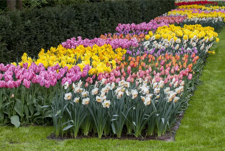 Tulipa Tulipa