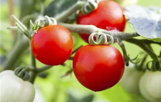 Tomatenrausch - So gelingen Anzucht, Kultur und Ernte Tomatenrausch - So gelingen Anzucht, Kultur und Ernte