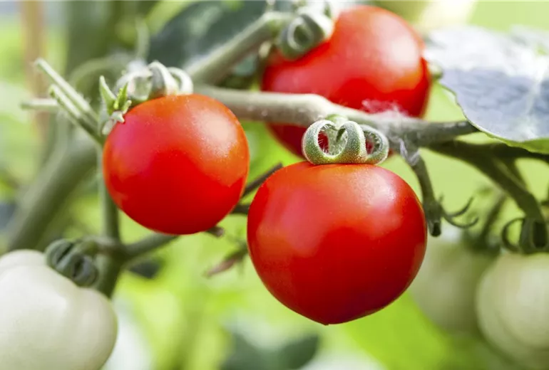 Solanum lycopersicum Solanum lycopersicum