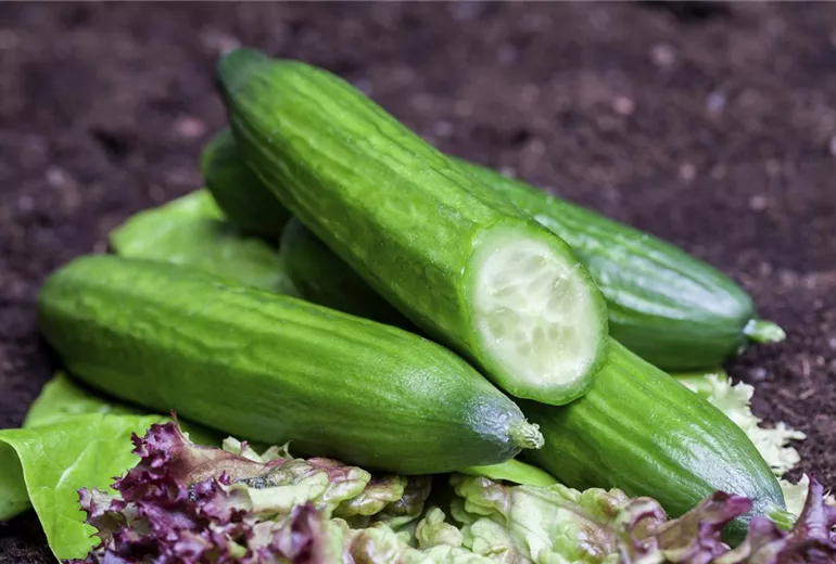 Cucumis sativus Cucumis sativus