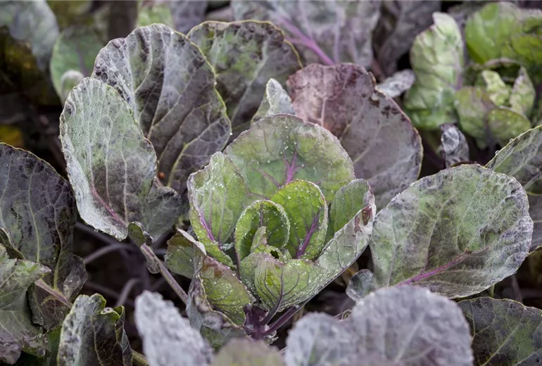 Brassica oleracea var. gemmifera