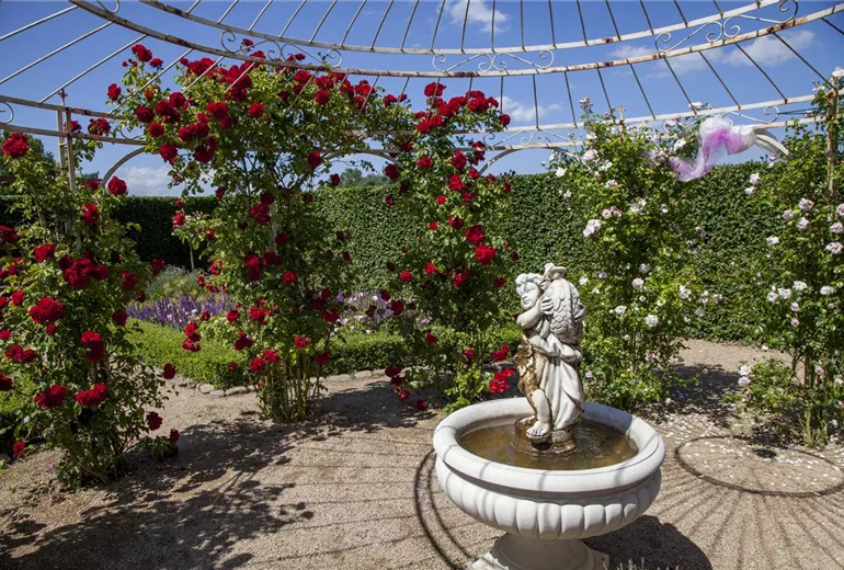Rosa