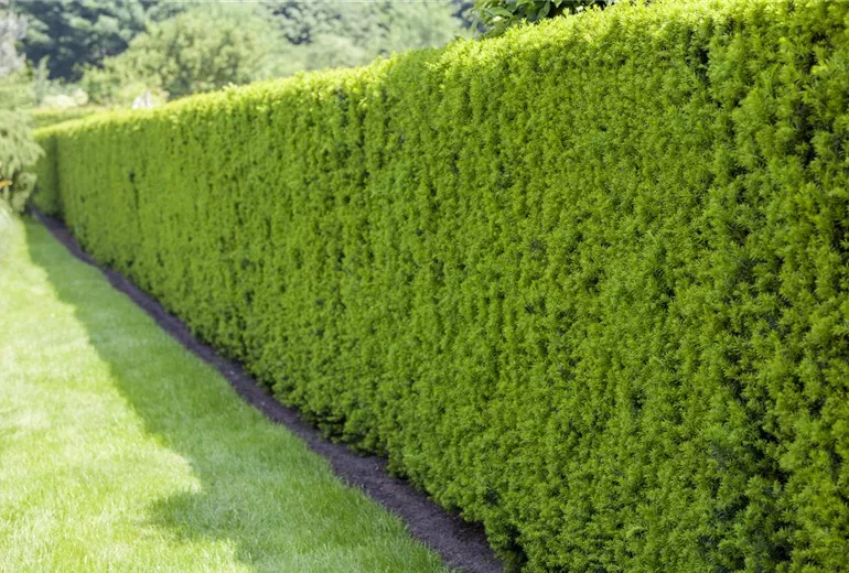 Taxus baccata