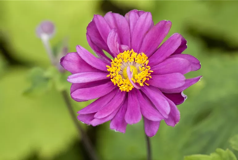 Anemone blanda Anemone blanda