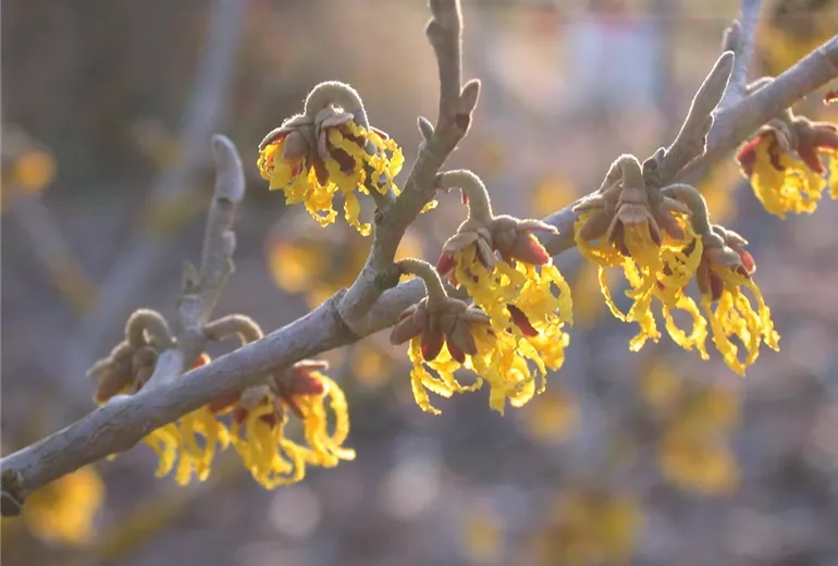 Hamamelis x intermedia 'Arnold Promise' Hamamelis x intermedia 'Arnold Promise'