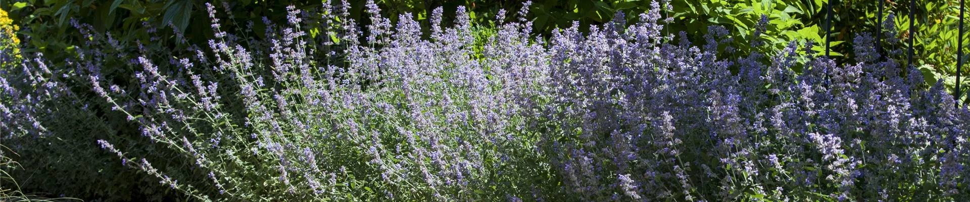 Wege im Garten