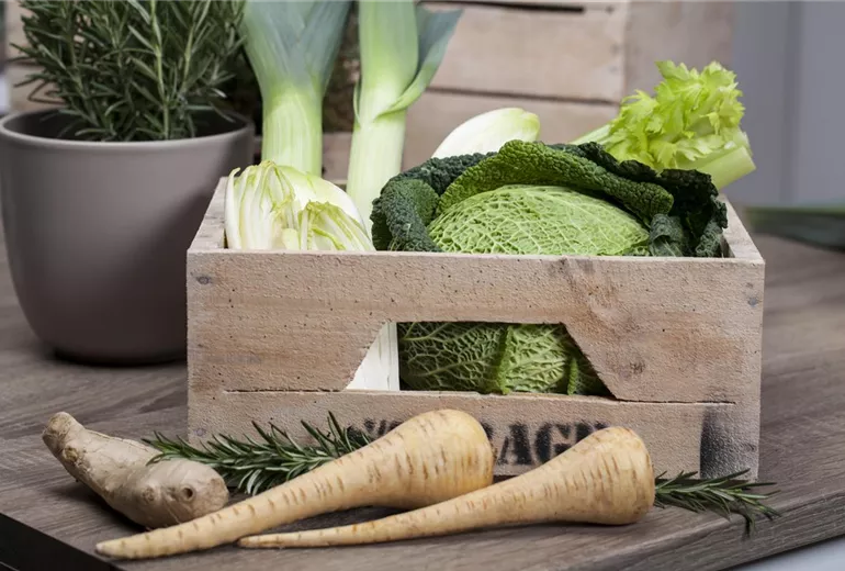 Brassica oleracea var. capitata var. sabauda